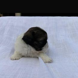 Puppy 1 - Tricolor male Shih Tzu puppy in Downey, California from Cali shih tzu