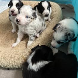 Border Collie Puppies from Roaring River Border Collies