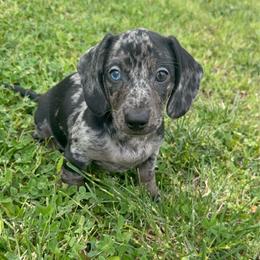 Midnight - Dapple male Dachshund puppy in Moreno Valley, California from rdachshunds
