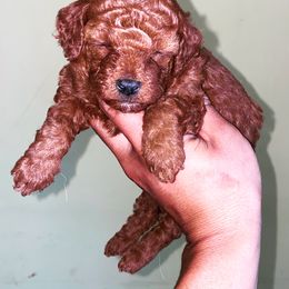 Cavapoo, Maltipoo, and Poodle Puppies from McCraws N Paws