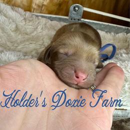 Wrigley - Cream male Dachshund puppy in Atwood, Oklahoma from Holder’s Doxie Farm
