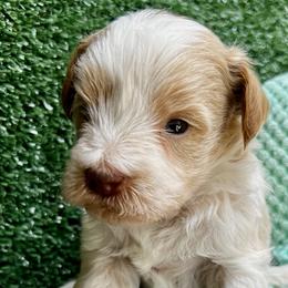 Dustin - Parti male Miniature Schnauzer puppy in Menifee, California from Moonshine’s Minis