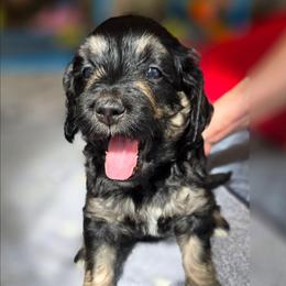 Ginger - Phantom female Bernedoodle puppy in Malden, Illinois from Doting Doodles