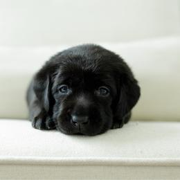 Sparkler - Black female Labrador Retriever puppy in Allons, Tennessee from UC Labradors LLC