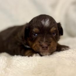 Chili - Red tri female Miniature Australian Shepherd puppy in Bozeman, Montana from +s mini Aussies