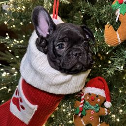 Roman - Black male French Bulldog puppy in Green Bay, Wisconsin from Bleu Steele French Bulldogs