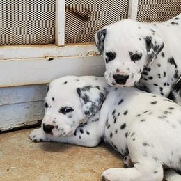 Dalmatian Puppies from Easy To Spot