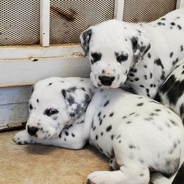 Dalmatian Puppies from Easy To Spot