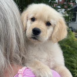 Girl 1 - Golden Golden Retriever puppy in Calhoun, Georgia from Raya Golden Retrievers