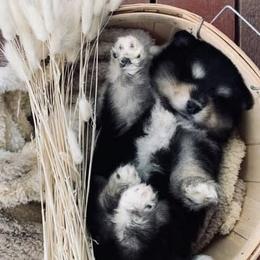 Pomskies from PNW Pomskys