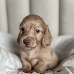 Oliver AKC PET HOME ONLY - Cream male Dachshund puppy in 77304, Texas from Little Valley Puppies