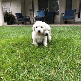 Golden Retriever Puppies from Dream Goldens
