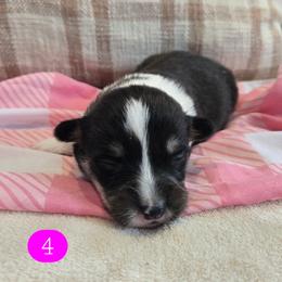 4 - Black and tan female Pembroke Welsh Corgi puppy in Necedah, Wisconsin from The 6Ks Paws and Hobbies