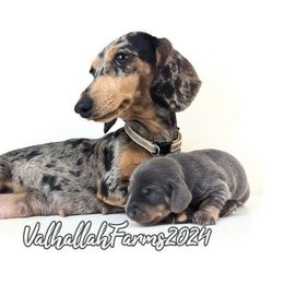 Stormy - Dachshund