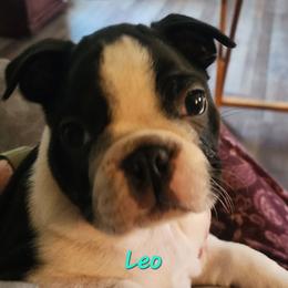 Leo - Black and white male Boston Terrier puppy in Lexington, Indiana from NanzBostz