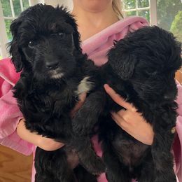 Goldendoodles from Cindy's Doodles