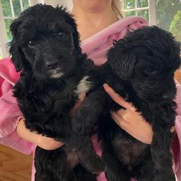 Goldendoodles from Cindy's Doodles