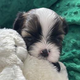 GIRL 1 - Red and white female Shih Tzu puppy in Centralia, Washington from FRUFFLES SHIH TZUS