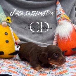 Jack - Chocolate and tan male Dachshund puppy in Huntington, Texas from Camacho_Dachshunds