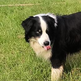Australian Shepherds from Diane's Australian Shepherds