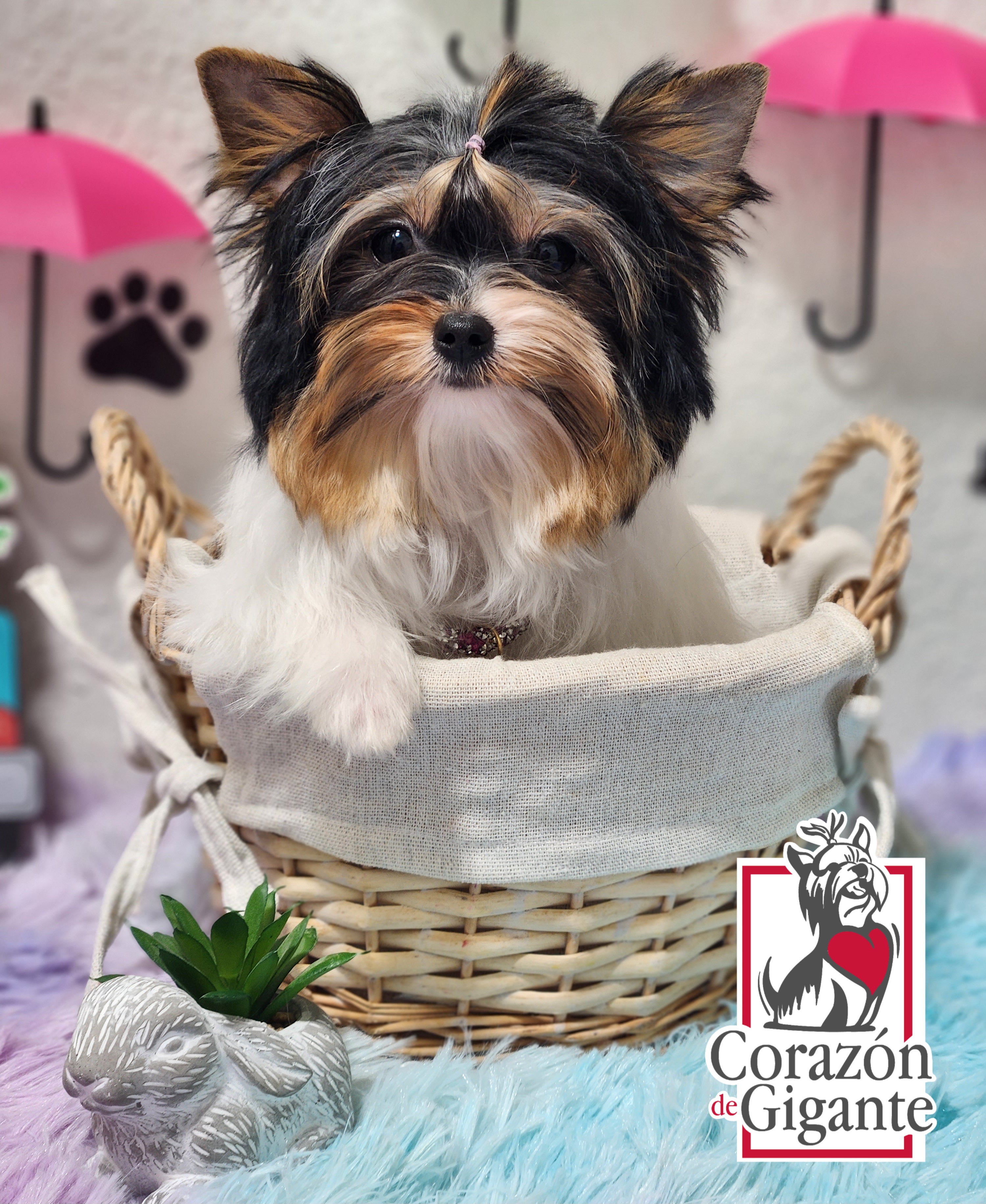 Biewer Terrier and Yorkshire Terrier Puppies from Corazón de gigante