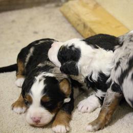Bernedoodle Puppies from Katelyn Aubin