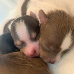 Poodle and Yorkipoo Puppies from Bridgemont Doodle Co.