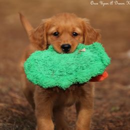 Polly's Grey Boy - Dark golden male Golden Retriever puppy in Idaho Falls, Idaho from Once Upon A Dream Kennels