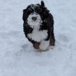 Aussiedoodle Puppies from Ridgeview Aussiedoodles