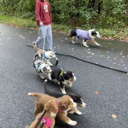 Australian Shepherd Puppies from Wild Atlantic  Aussies