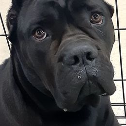Cane Corso, French Bulldogs, and Pugs from Winnfall Farms