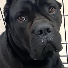 Cane Corso, French Bulldogs, and Pugs from Winnfall Farms