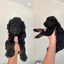 Benedict - Black tri-color male Aussiedoodle puppy in Inman, South Carolina from Dark Corner Doodles
