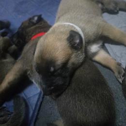 Pup 1 - Mahogany male Belgian Malinois puppy in China Spring, Virginia from Childress Creek Kennels