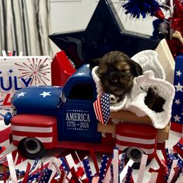'Del'aware - Royal Blue - Brown white and tan male Cocker Spaniel puppy in Inman, South Carolina from Dees Cockers, LLC