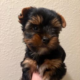 Ollie (grey collar) - Black and tan male Yorkshire Terrier puppy in Riverbank, California from Yorkie_Wonderland and Stud Services
