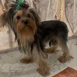 Cyber monday special  Princess hurem 7500 - Black and tan female Yorkshire Terrier puppy in Las Vegas, Nevada from Made in Heaven Yorkshire Terrier Las Vegas