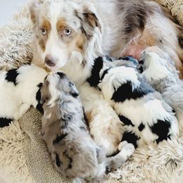 Aussiedoodle, Miniature Australian Shepherd, and Poodle Puppies from Fine and Dandy Aussiedoodles