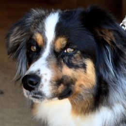 Australian Shepherds and Miniature Australian Shepherds from Flying S Aussies