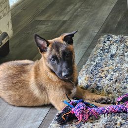 Puppy 1 - Red sable female Belgian Malinois puppy in Clayton, Delaware from Broadcreek