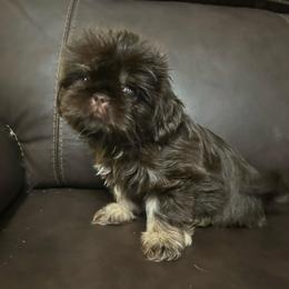 Rocky Road - Chocolate and tan male Shih Tzu puppy in Hickory, North Carolina from PAWSitive Breeders of the Carolinas