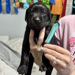 Boy 4 - male Labrador Retriever puppy in Dennis, Mississippi from Outlaw Ridge Kennels
