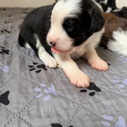 Boy 3 - Black and white male Aussiedoodle puppy in Martin County, Florida from Biggie Ranch