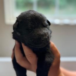 Cheesecake - Black female German Shepherd puppy in Salem, Virginia from Vom Kylohaus German Shepherds