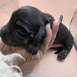 Black and Tan Girl - Black and tan female Dachshund puppy in Pueblo, Colorado from HotDachs