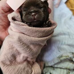 Mint girl - Brown female Brussels Griffon puppy in Welch, Minnesota from Baringer Brussels