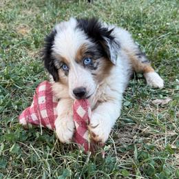 Dune - Blue merle male Miniature Australian Shepherd puppy in Shingletown, California from Whiskeytown Aussies