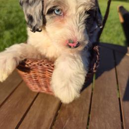 PoppySeed Princess - Merle female Goldendoodle puppy in Harrisonburg, Virginia from Curlytail Doodles