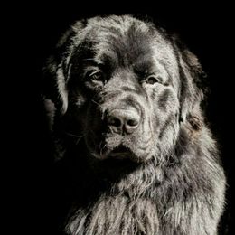 Thor  - Newfoundland