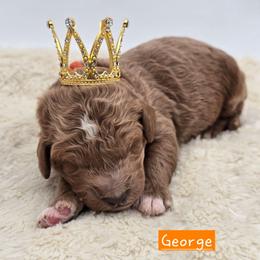 George - Red  male Goldendoodle puppy in Neillsville, Wisconsin from Granton Creek